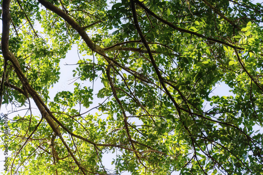 Big sunlit green tree crowns, view from below. Abstract plants and nature backgrounds Big sunlit green tree crowns, view from below. Abstract plants and nature backgrounds