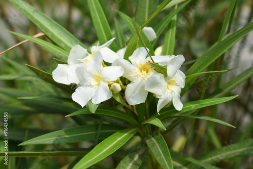 Nerium oleander in bloom, White siplicity bunch of flowers and green leaves on branches, Nerium Oleander shrub white flowers, ornamental shrub branches in daylight, bunch of flowers closeup