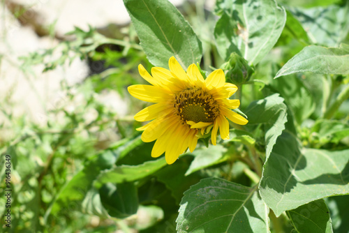 Closeup of a sunflower growing in a field of sunflowers during a nice sunny summer day, Sunflower natural background. flower blooming, Beautiful field of blooming sunflowers, Chakwal, Punjab, Pakistan