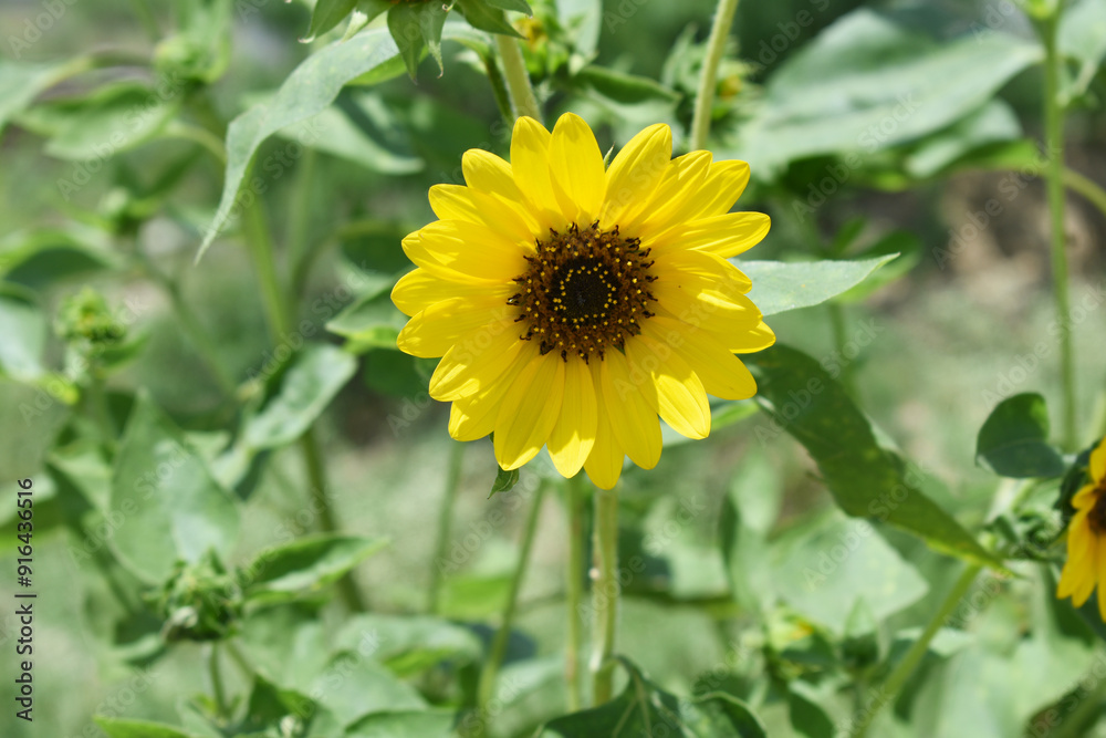 Closeup of a sunflower growing in a field of sunflowers during a nice sunny summer day, Sunflower natural background. flower blooming, Beautiful field of blooming sunflowers, Chakwal, Punjab, Pakistan