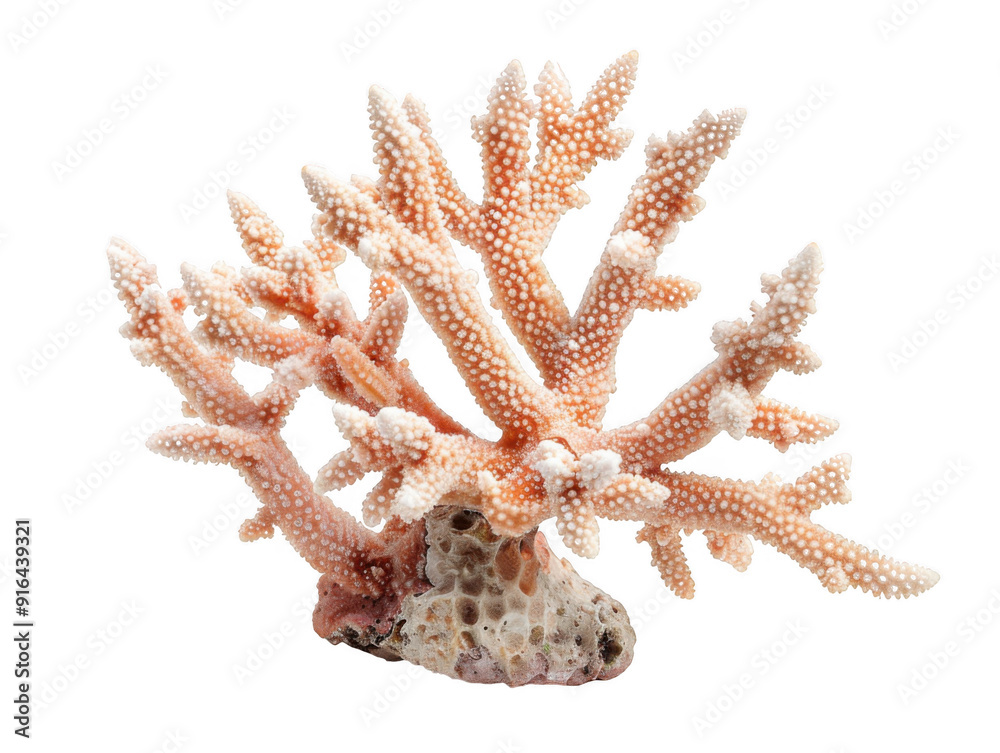 Obraz premium Coral Reef Branching Beauty: A delicate and intricate coral formation, showcasing the natural beauty and intricate detail of underwater ecosystems.