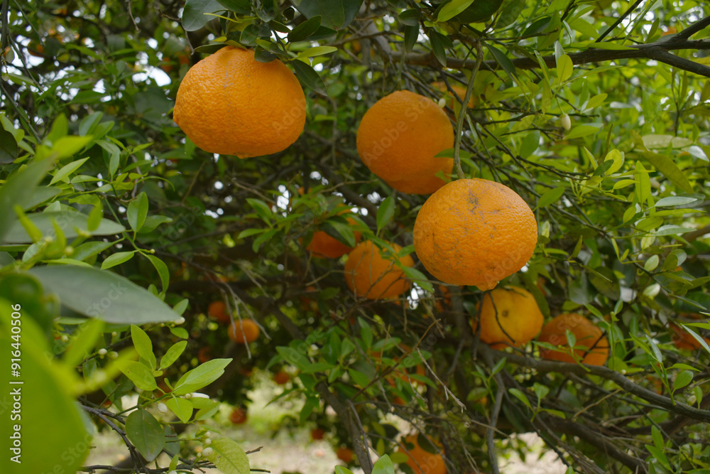 ripe oranges on tree, close-up of a beautiful orange tree with orange, fruit hanging on a tree, Close-up of ripe oranges hanging on a tree in an orange plantation garden, Chakwal, Punjab, Pakistan