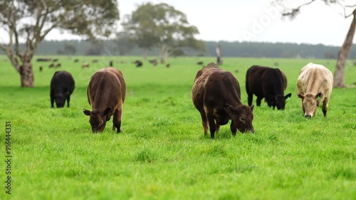 regenerative agriculture on a farm in australia, growing soil microbes	
 photo