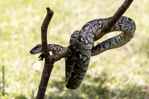 Eine kletternde Madagaskarboa in der Seitenansicht photo