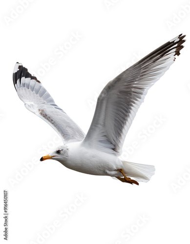 Seagull in flight isolated on transparent background