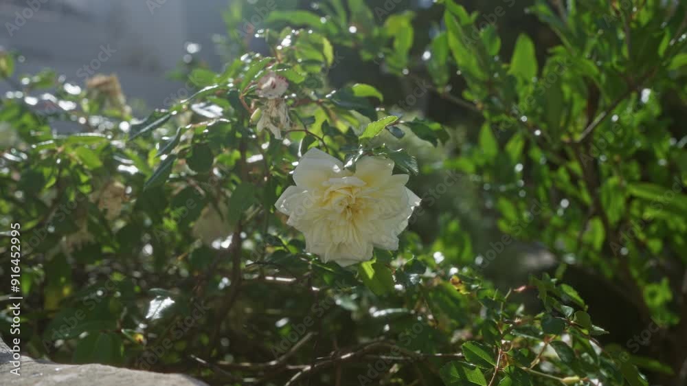 A beautiful blooming white rose, rosa x alba, bathed in sunlight in a lush green garden in puglia, southern italy, showcasing vibrant petals and surrounding foliage. A beautiful blooming white rose, rosa x alba, bathed in sunlight in a lush green garden in puglia, southern italy, showcasing vibrant petals and surrounding foliage.