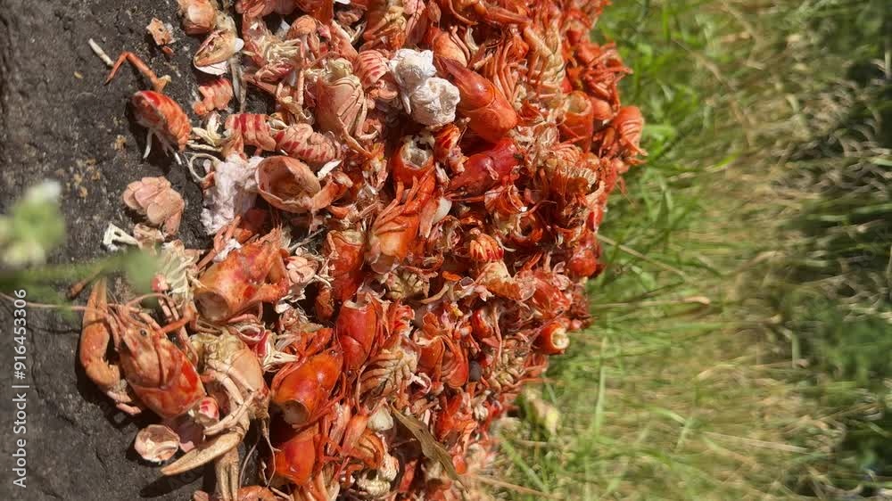 A mountain of river crayfish waste. Claws and shells after eating. Vertical video. A mountain of river crayfish waste. Claws and shells after eating. Vertical video.