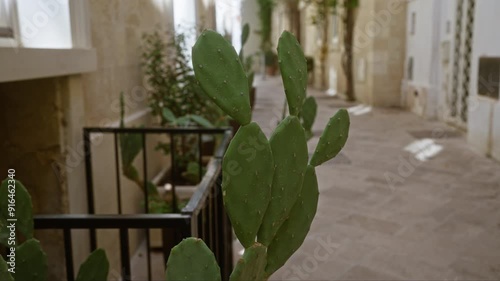 Prickly pears in a narrow street of lecce, italy, surrounded by historic buildings and mediterranean flora on a sunny day.