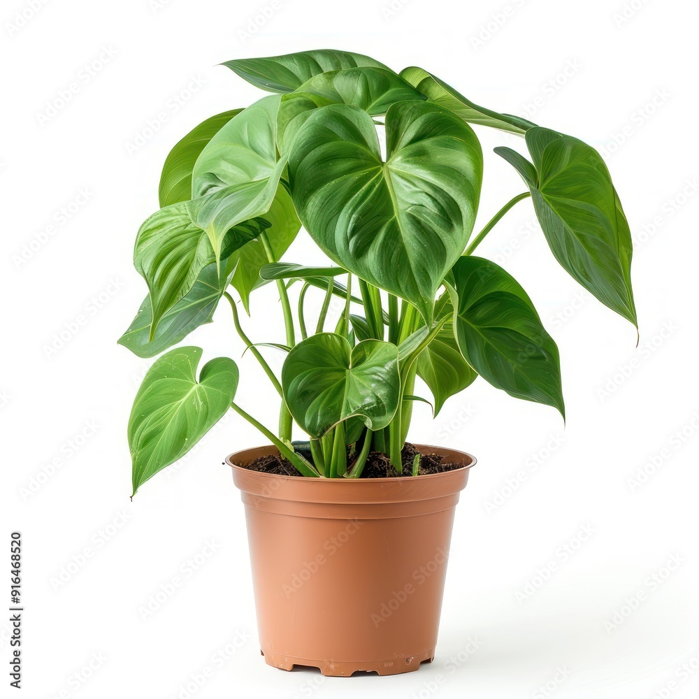 Green plant with large leaves in a brown pot. Green plant with large leaves in a brown pot.
