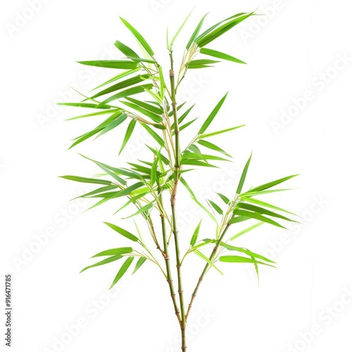 Green Bamboo Plant on White Background.