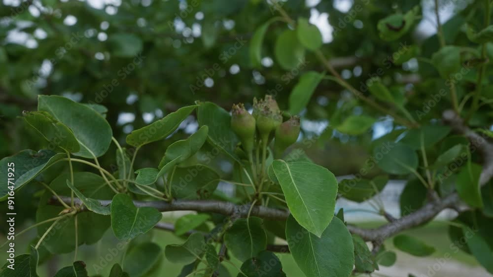 Close-up of green leaves and growing pear fruit on a tree branch in an outdoor setting in puglia, italy, during a summer afternoon. Close-up of green leaves and growing pear fruit on a tree branch in an outdoor setting in puglia, italy, during a summer afternoon.