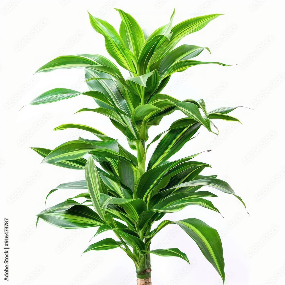 Obraz premium Green plant with long, narrow leaves isolated on white background.
