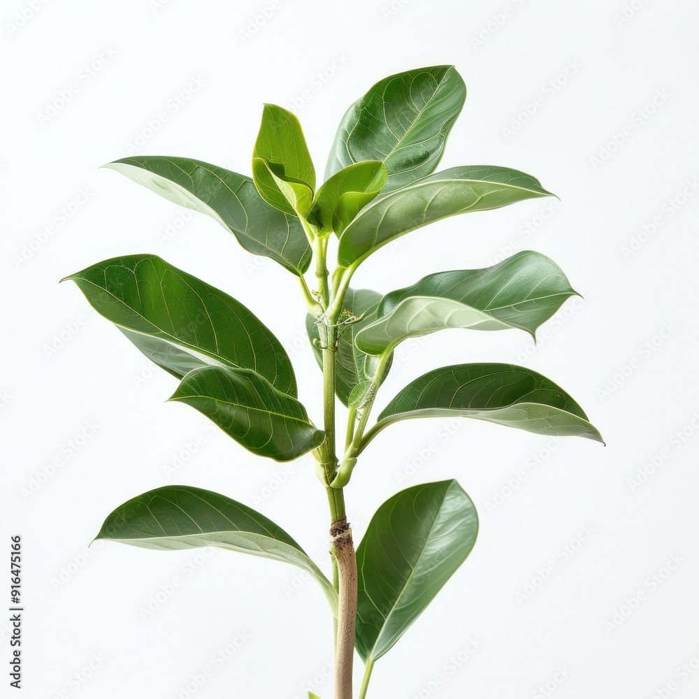 Green plant branch isolated on white background. Green plant branch isolated on white background.
