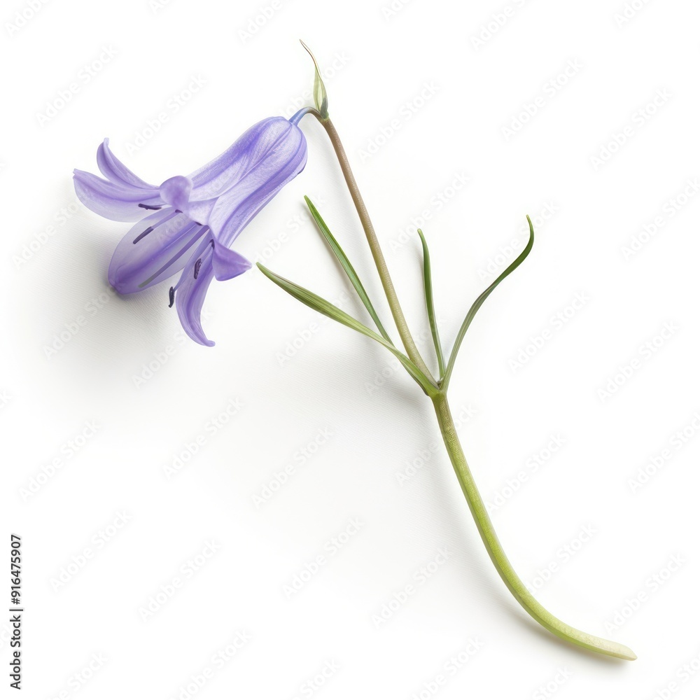 Single Bluebell Flower Isolated on White Background. Single Bluebell Flower Isolated on White Background.