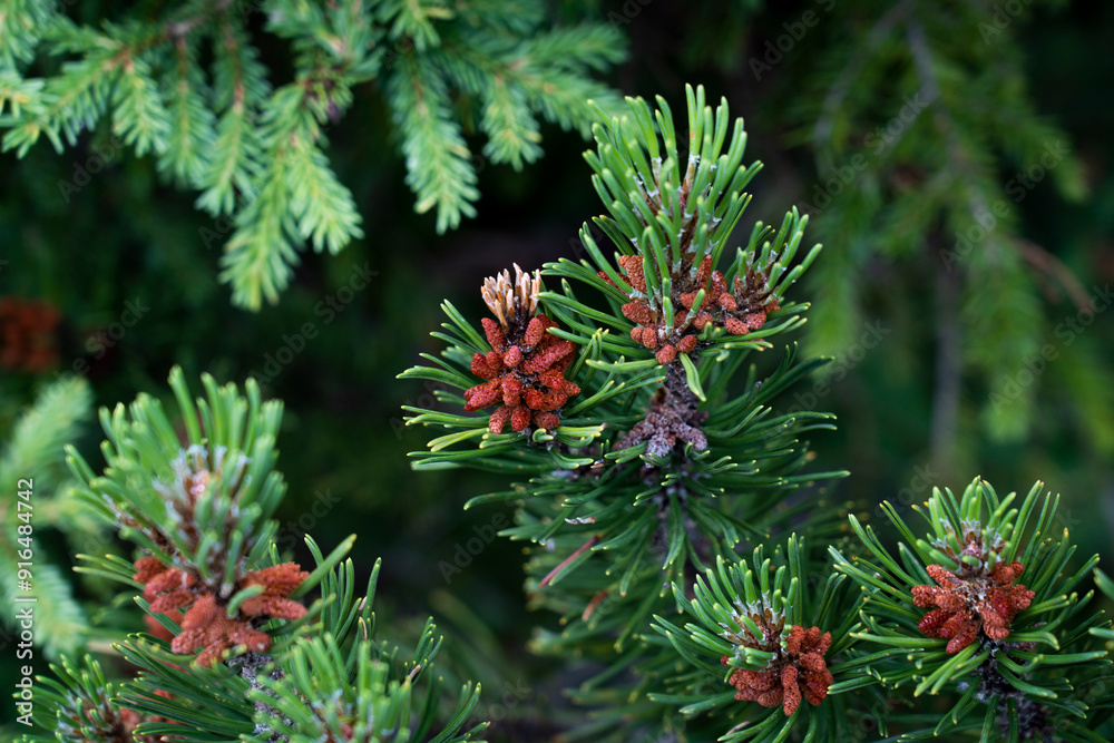 young fir branches in bloom young fir branches in bloom