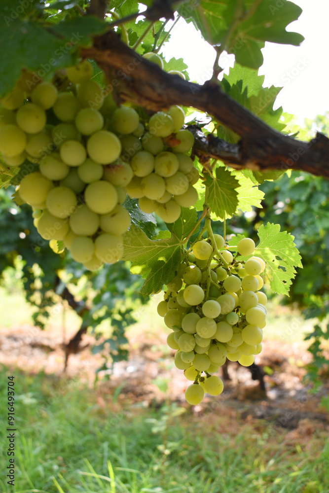 Obraz premium Close up of grapes hanging on Vine, Hanging grapes. Grape farming. Grapes farm. Tasty green grape bunches hanging on branch. Grapes With Selective Focus on the subject, Chakwal, Punjab, Pakistan