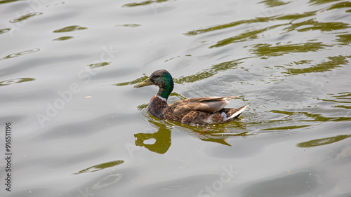 A wild duck is swimming in the lake.