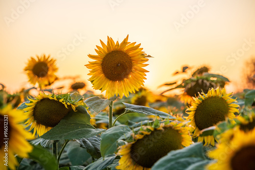 The Sun behind blooming sunflower field