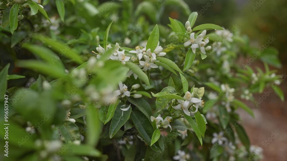 White-orange,fragrant blossoms flourishing on an orange tree, citrus sinensis, in a verdant orchard White-orange,fragrant blossoms flourishing on an orange tree, citrus sinensis, in a verdant orchard