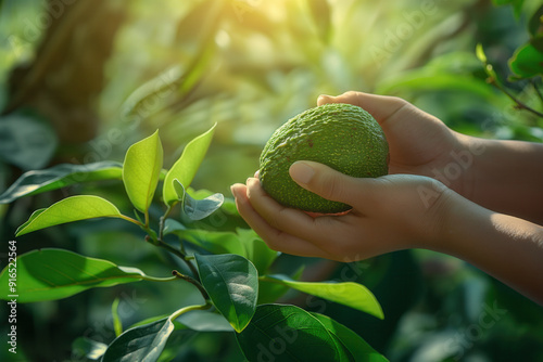 Hands holding avocado