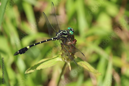 A yellow and black club-tailed dragonfly resting on the grass photo