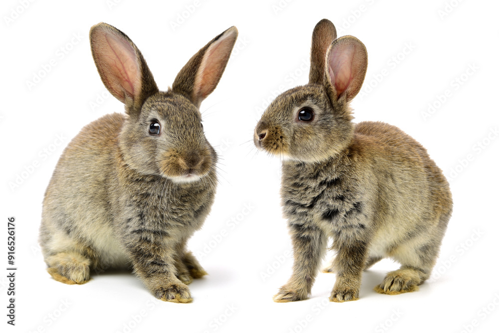 rabbits isolated on white background rabbits isolated on white background