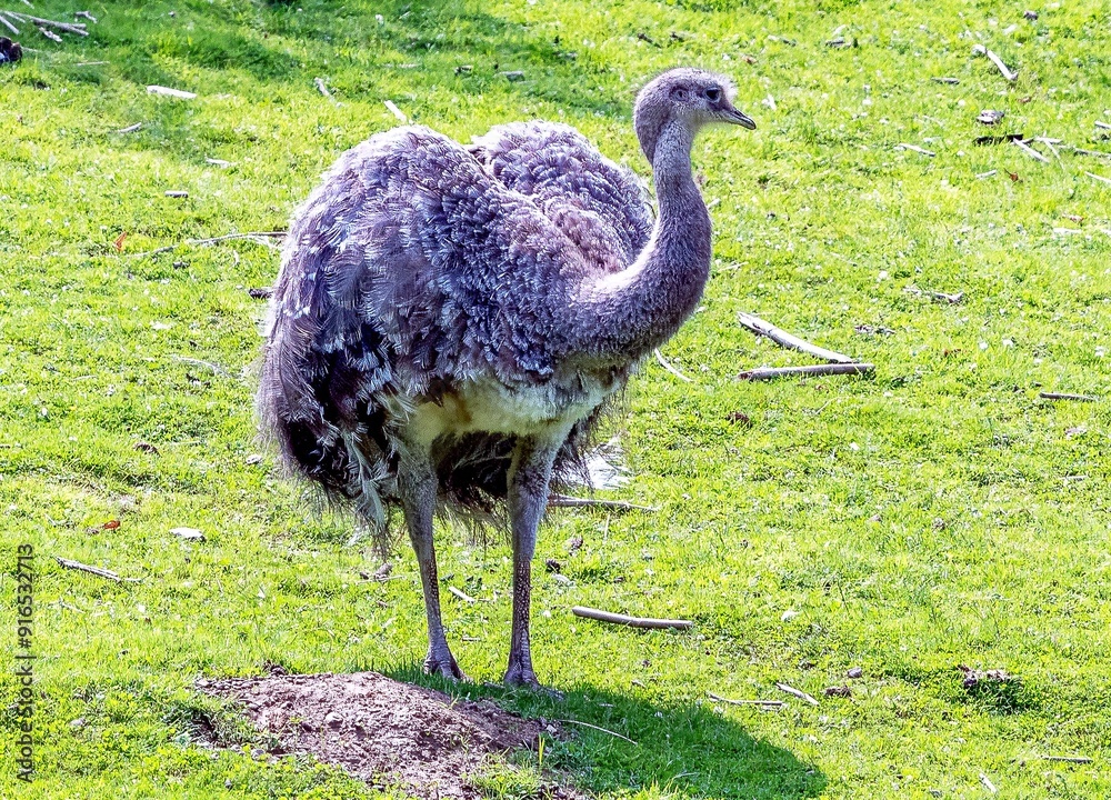 The rhea is a flightless ratite