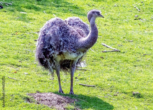 Obraz na płótnie
The rhea is a flightless ratite w salonie