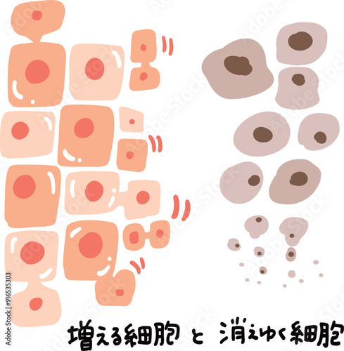増える細胞分裂する細胞と消えゆく老化細胞