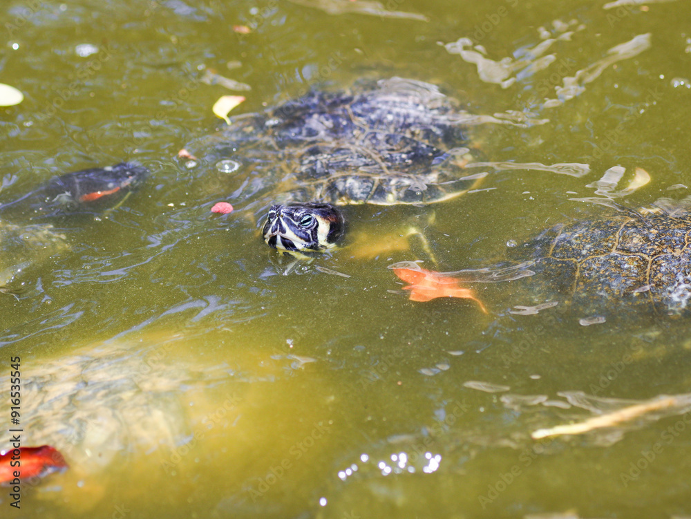 turtle in water reptile animal turtle in water reptile animal