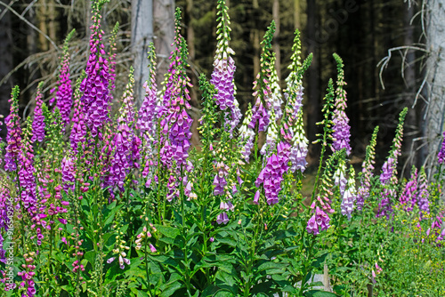 Blühender Roter Fingerhut,Digitalis purpurea,im Wald