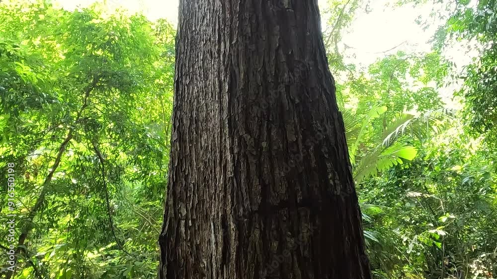 Close-up big tree in the rainforest