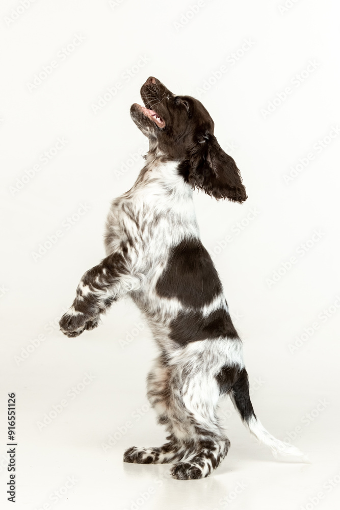 English springer spaniel puppy on white background English springer spaniel puppy on white background
