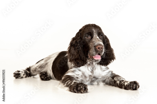 Photography English springer spaniel puppy on white background