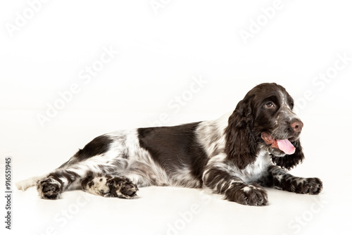 Foto English springer spaniel puppy on white background