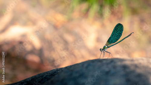 Demoiselle Libellule