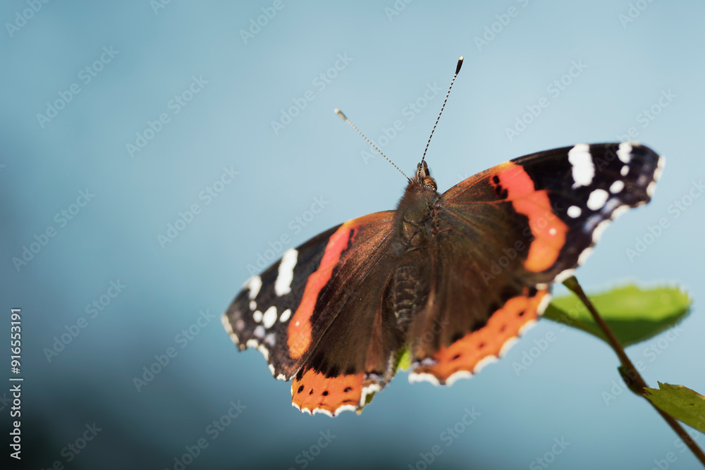Red Admiral (Vanessa atalanta) resting on birch branch on a sunny summer day Red Admiral (Vanessa atalanta) resting on birch branch on a sunny summer day