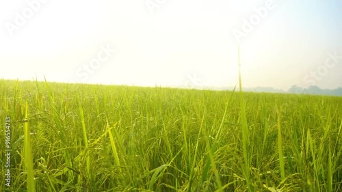 green paddy field