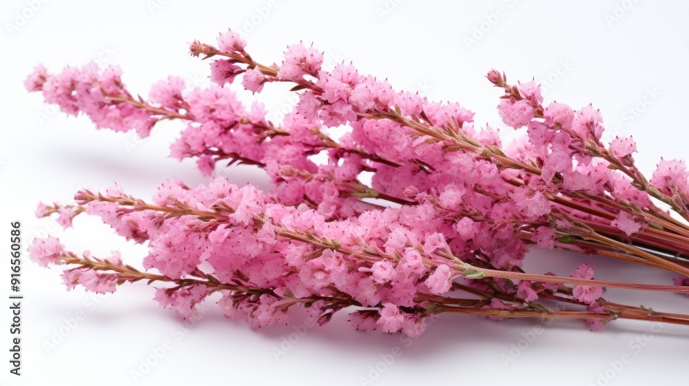 pink magnolia flowers isolated pink magnolia flowers isolated