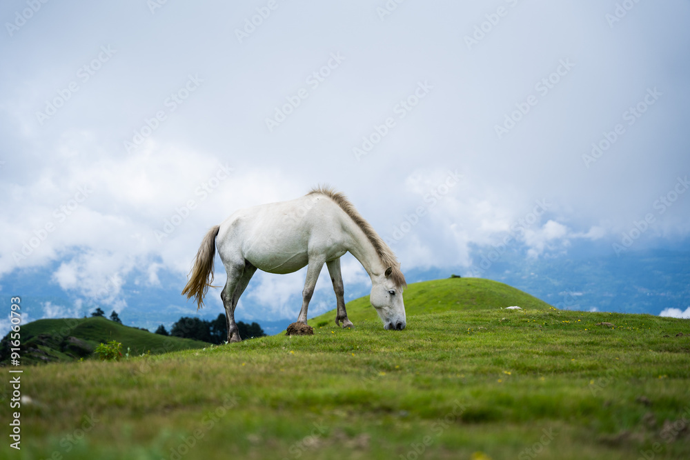 Naklejka premium When a white horse grazes and moves across a green meadow, its gait is filled with purity and grace.