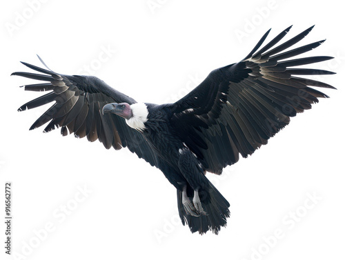A majestic Andean condor soars through the sky with its wings spread wide, showcasing its powerful physique and striking black and white plumage.