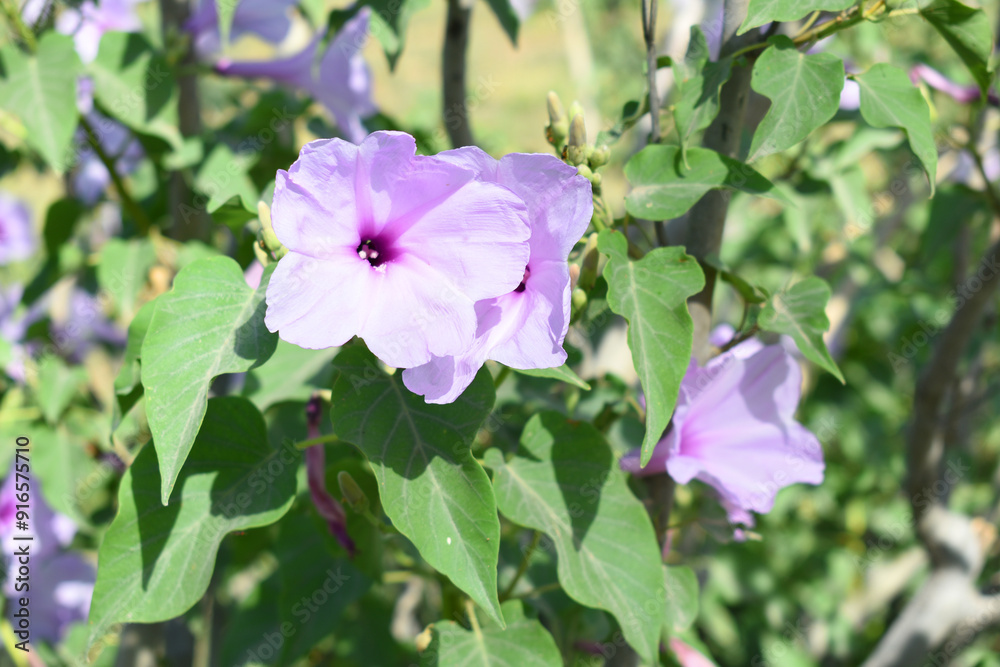 Ipomoea carnea, Ipomoea carnea, the pink morning glory is a species of morning glory that grows as a bush, A close view of Ipomoea carnea flower in nature, Chakwal, Punjab, Pakistan Ipomoea carnea, Ipomoea carnea, the pink morning glory is a species of morning glory that grows as a bush, A close view of Ipomoea carnea flower in nature, Chakwal, Punjab, Pakistan