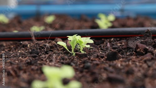 Planting seedlings young plant in the morning light on nature background