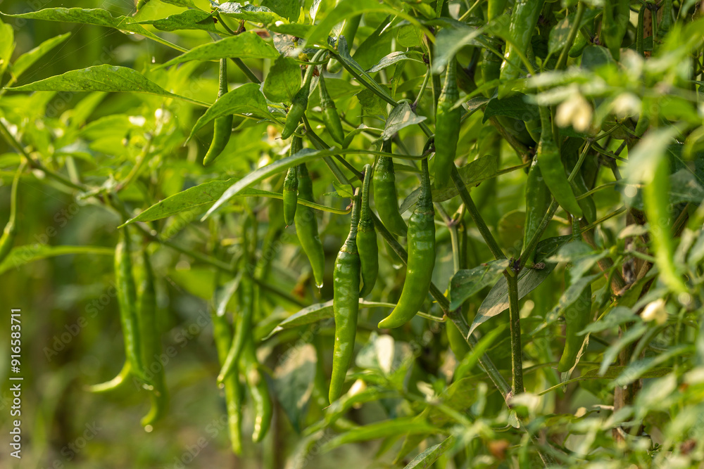 A lot of green chillies are hanging in the farmer's field. Image of morning mist drops and green chillies.