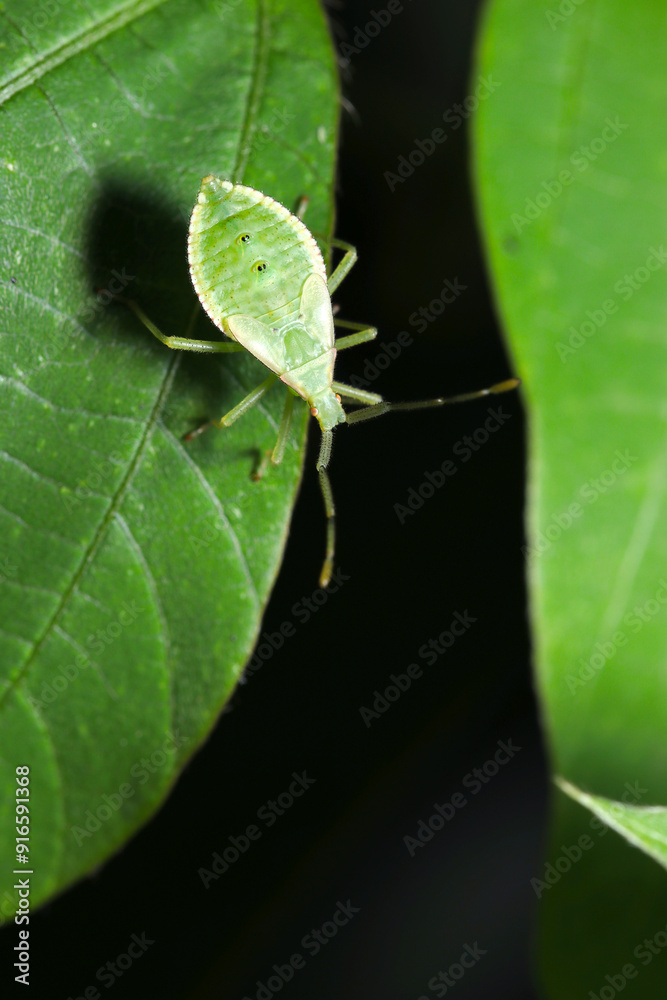 鮮やかな緑色のホシハラビロヘリカメムシの幼虫（自然光＋ストロボ、マクロ接写撮影）