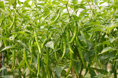 Ripe green chilli on a tree in Bangladesh. Green chili plant in agricultural garden.