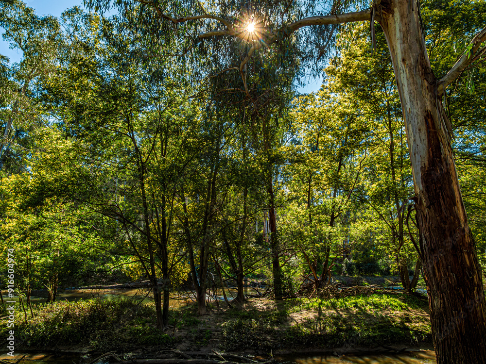 Obraz premium Sun Through The Trees Above Small Island
