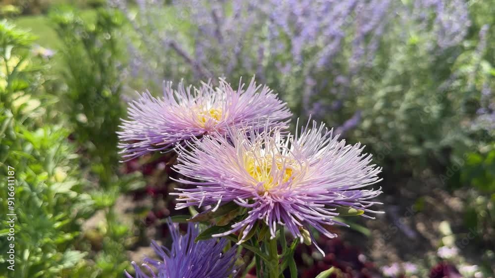 Aster flowers.