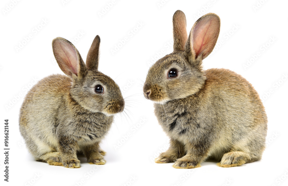 Fototapeta premium rabbits isolated on white background 