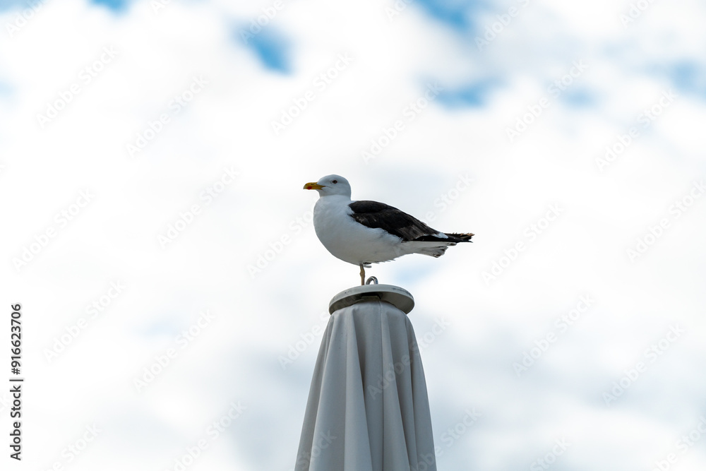 seagull on the shore in oslo city looking for food seagull on the shore in oslo city looking for food